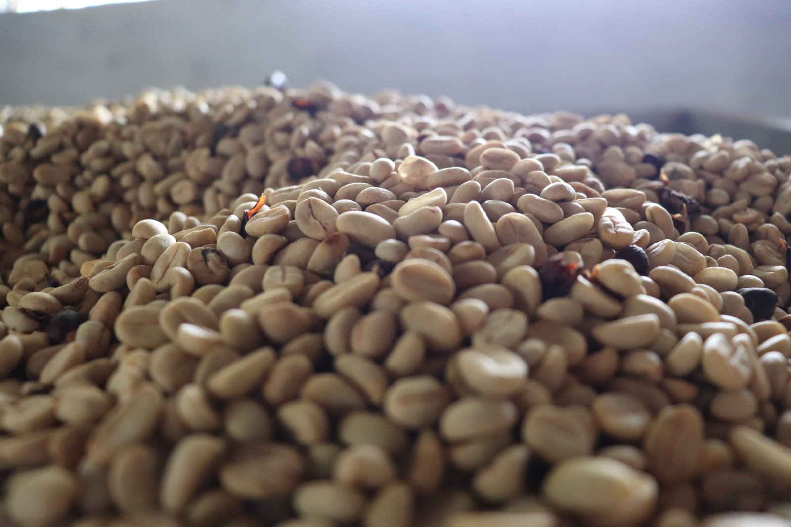 cafe-del-huila-secandose-juan-octavio-de-iquira-villa-maria