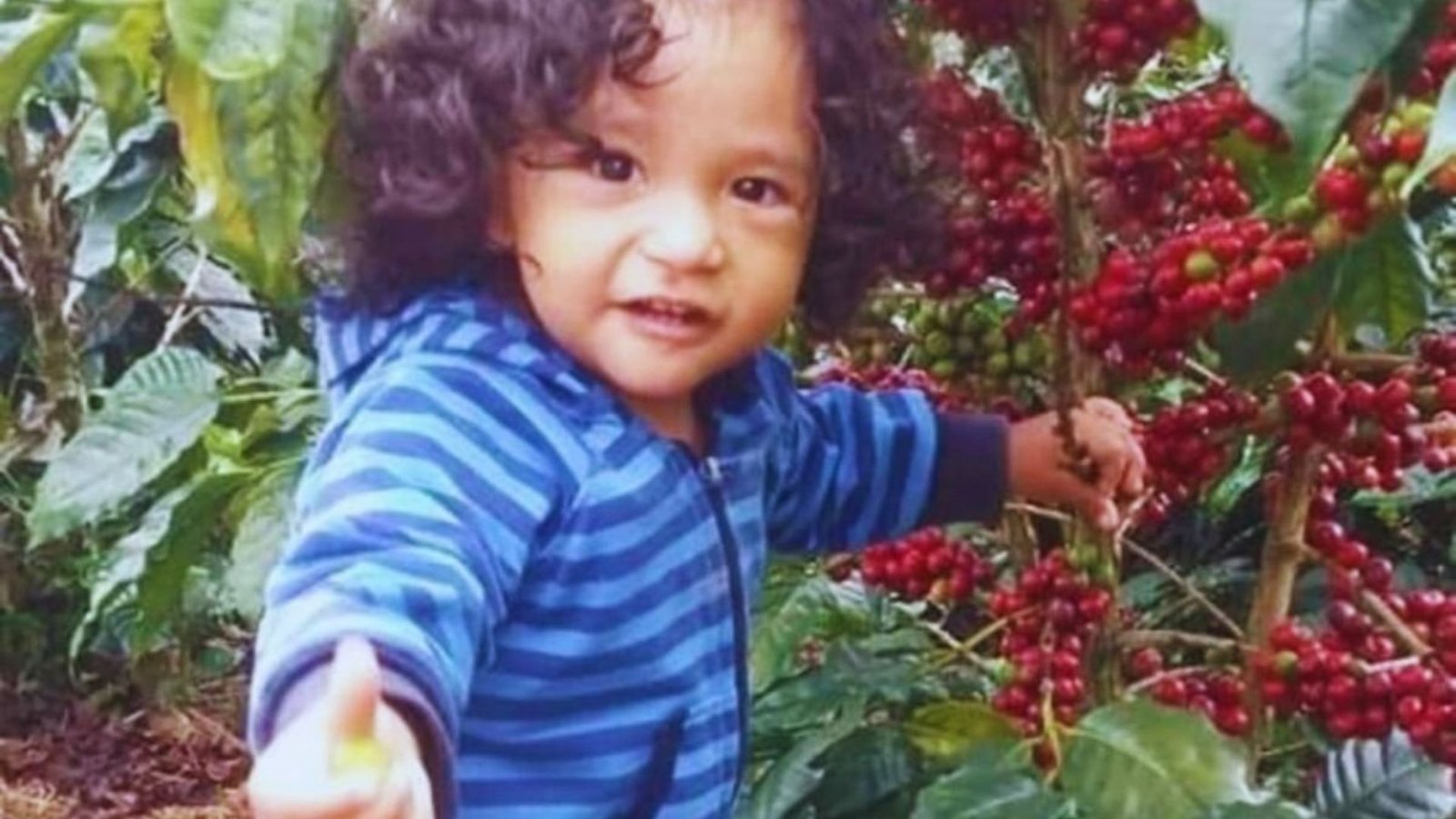 cafe-jua-ocatvio-cultivos-de-cafe-del-huila-2