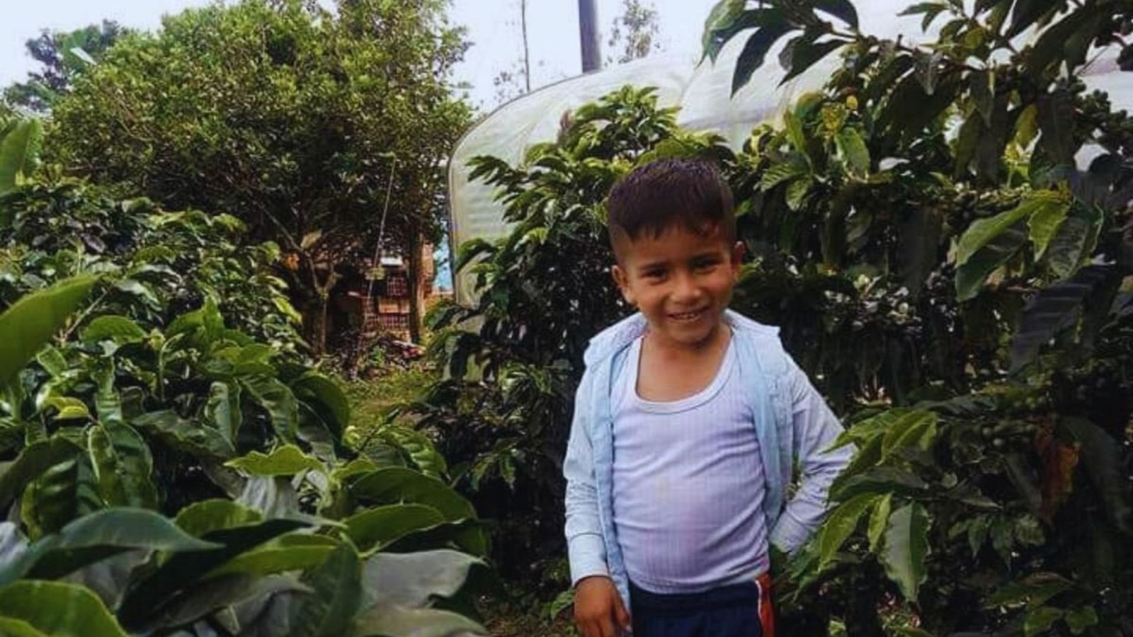 cafe-jua-ocatvio-cultivos-de-cafe-del-huila