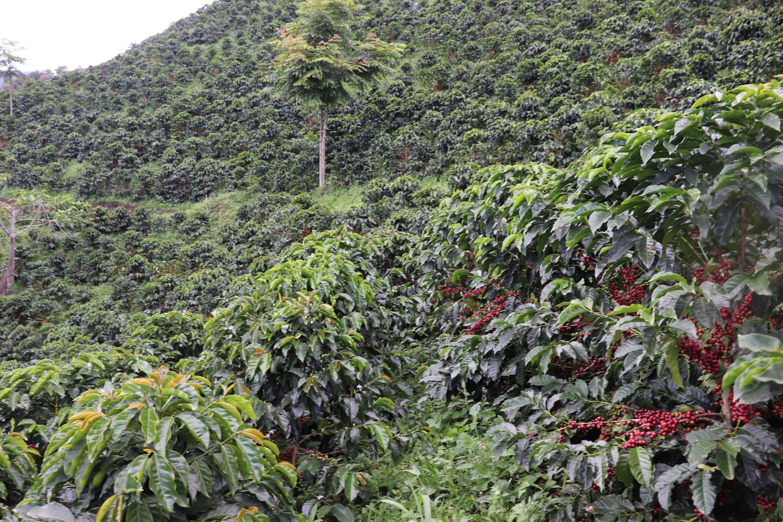 grano-de-cafe-rojo-maduro-juan-ocatvio-cafe-del-huila-villa-maria